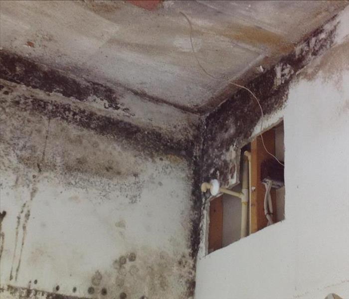 Mold damage on white walls