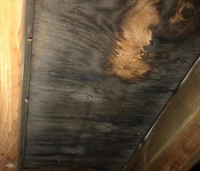 Black mold covering wood under flooring 