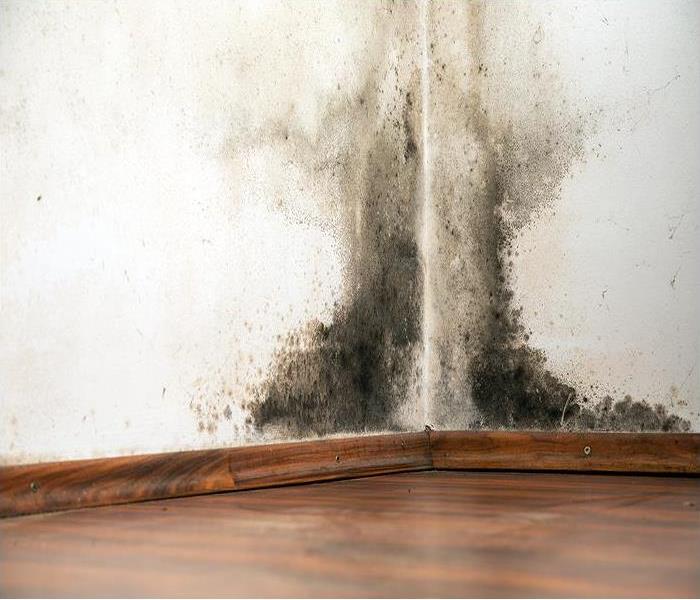 Black mold on a white wall with wood siding and flooring 