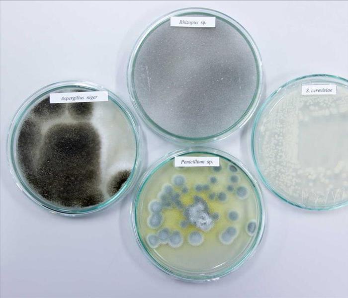 Different types of mold in petri dishes 
